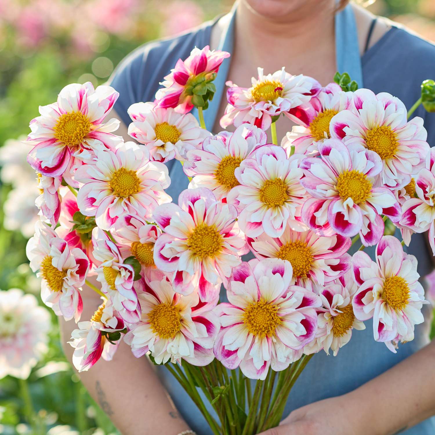 Dahlie 'Bumble Rumble'